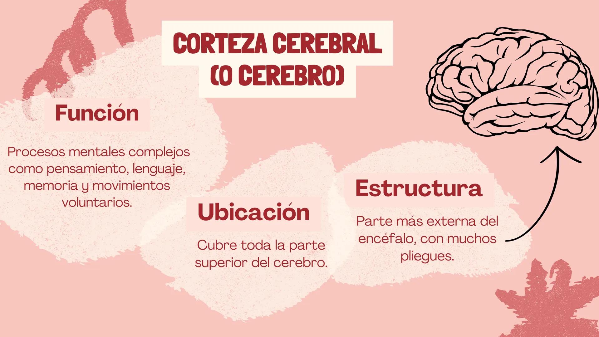 # EL
# CEREBRO
Las principales partes del cerebro,
con su estructura, función ## ¿CUÁLES SON LAS FUNCIONES DEL
CEREBRO?
El cerebro contro