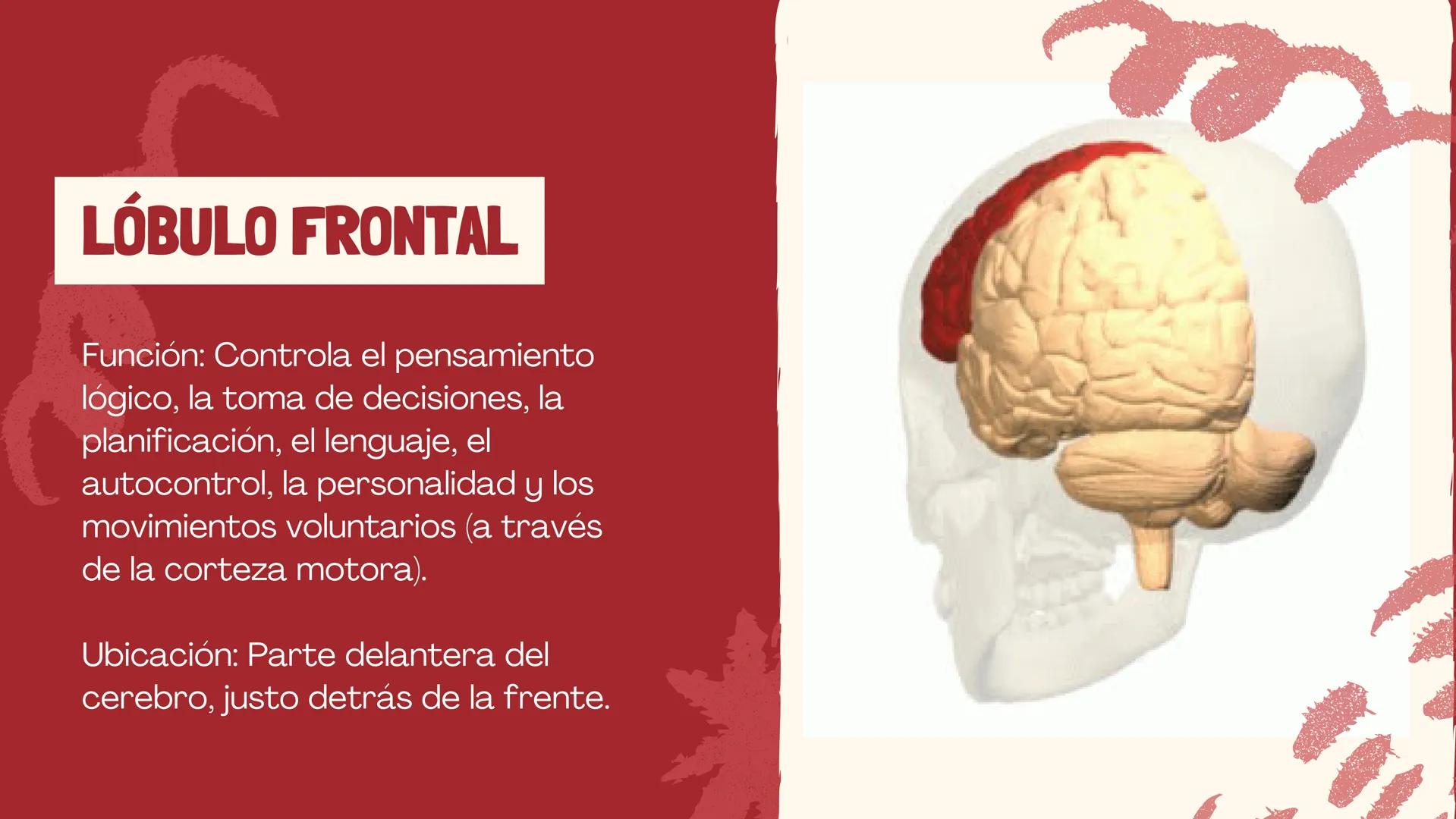 # EL
# CEREBRO
Las principales partes del cerebro,
con su estructura, función ## ¿CUÁLES SON LAS FUNCIONES DEL
CEREBRO?
El cerebro contro