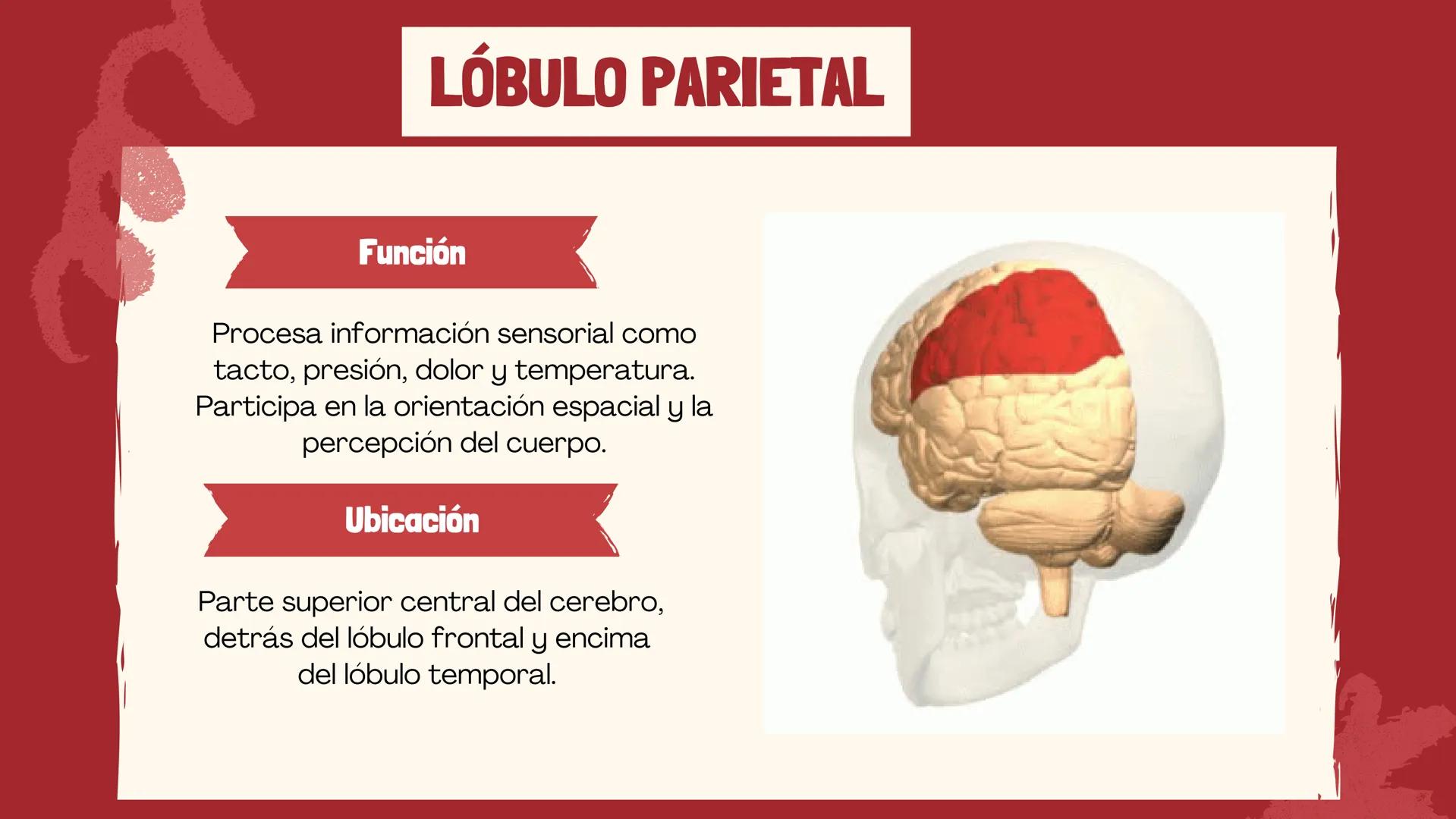 # EL
# CEREBRO
Las principales partes del cerebro,
con su estructura, función ## ¿CUÁLES SON LAS FUNCIONES DEL
CEREBRO?
El cerebro contro