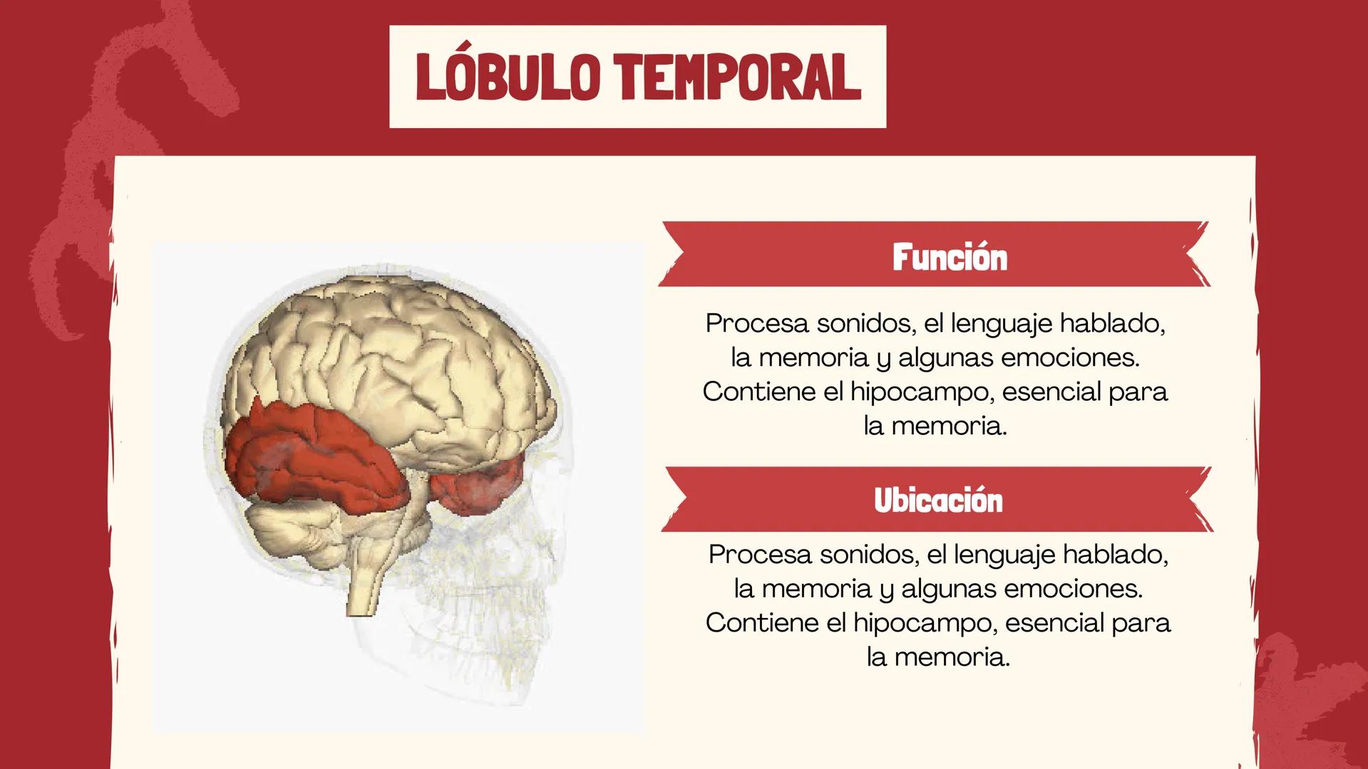 # EL
# CEREBRO
Las principales partes del cerebro,
con su estructura, función ## ¿CUÁLES SON LAS FUNCIONES DEL
CEREBRO?
El cerebro contro