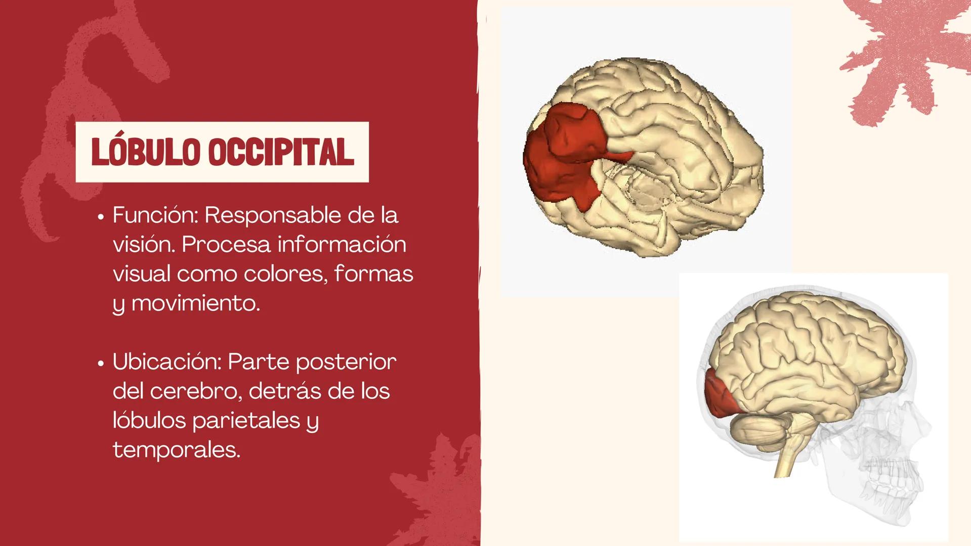 # EL
# CEREBRO
Las principales partes del cerebro,
con su estructura, función ## ¿CUÁLES SON LAS FUNCIONES DEL
CEREBRO?
El cerebro contro