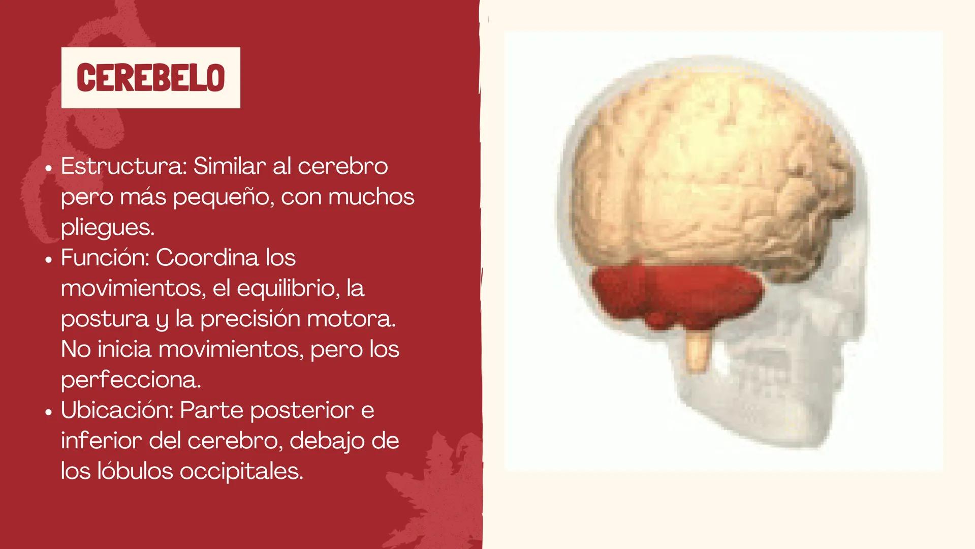 # EL
# CEREBRO
Las principales partes del cerebro,
con su estructura, función ## ¿CUÁLES SON LAS FUNCIONES DEL
CEREBRO?
El cerebro contro
