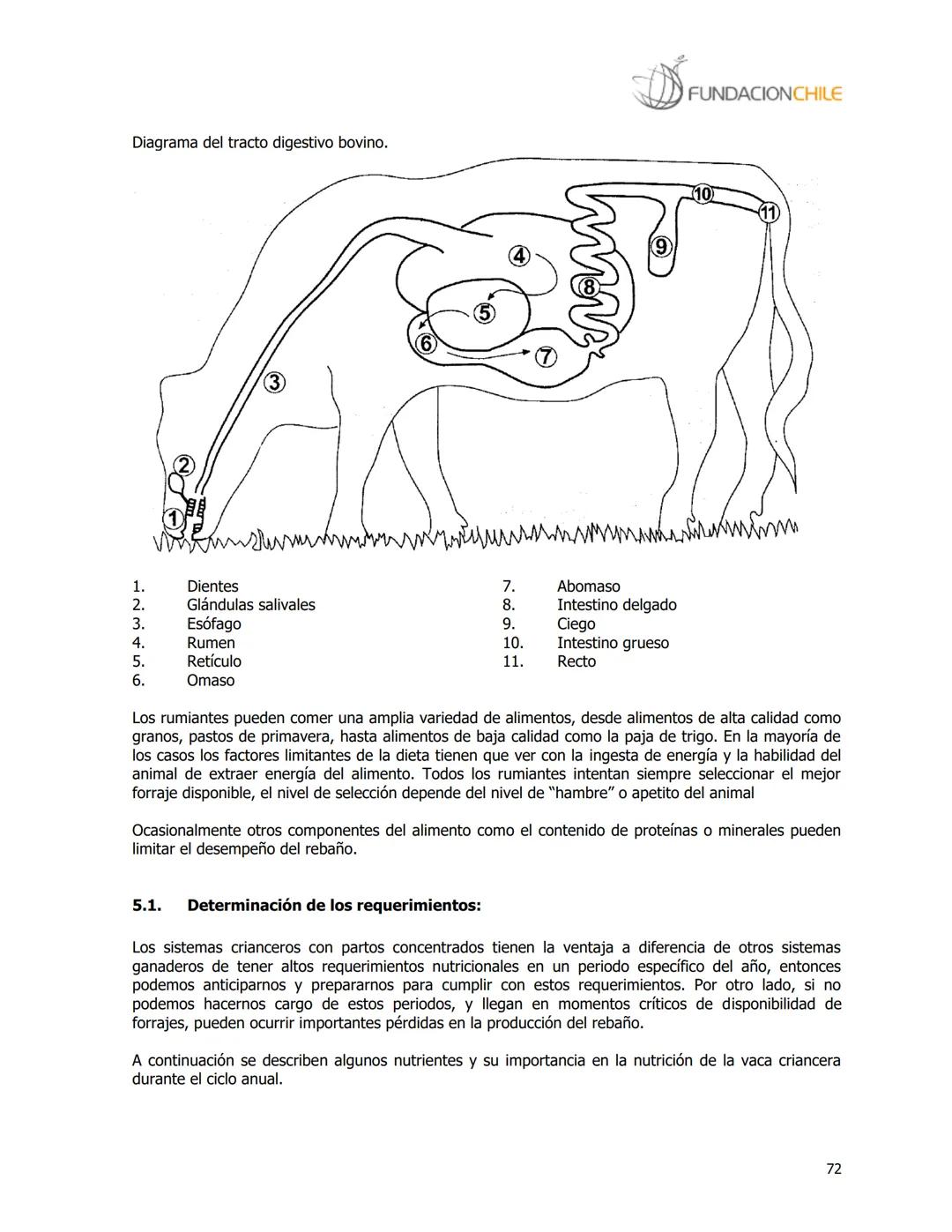 # FUNDACIONCHILE
MANUAL DE PRODUCCIÓN BOVINA
Dirigido a profesionales y técnicos
Agosto de 2008 FUNDACIONCHILE
INDICE
Introducción...
1.