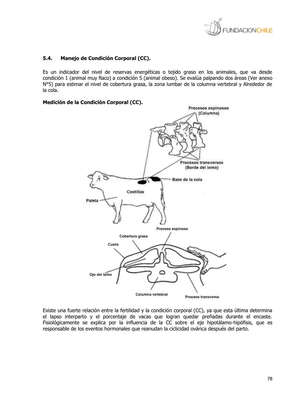 # FUNDACIONCHILE
MANUAL DE PRODUCCIÓN BOVINA
Dirigido a profesionales y técnicos
Agosto de 2008 FUNDACIONCHILE
INDICE
Introducción...
1.