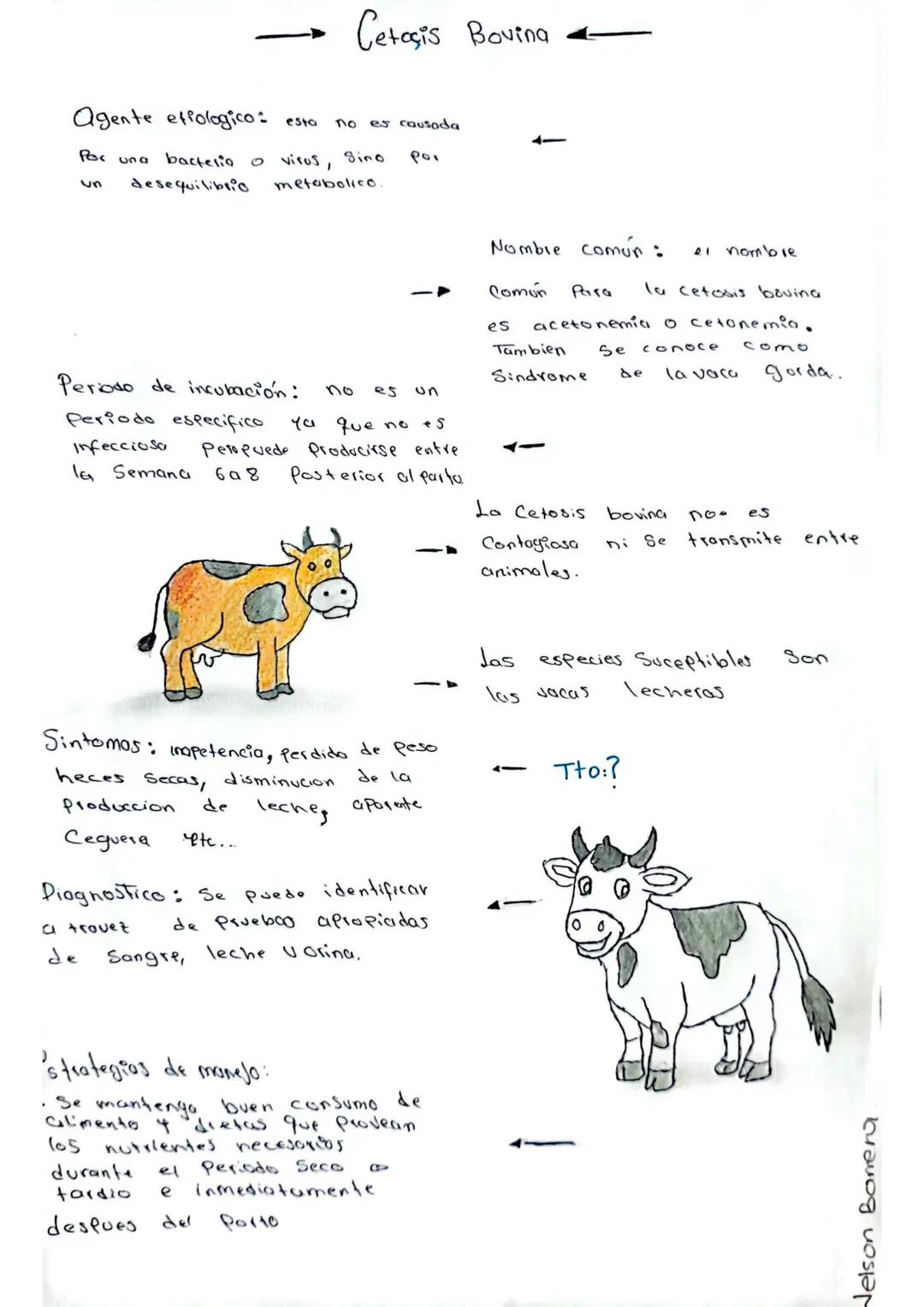 • La enfermedad de chagas es
Una infeccion Parasitaria
Causada por el Protozoo
Trypanosoma cruzi se transmite
Principamente por la Picadura