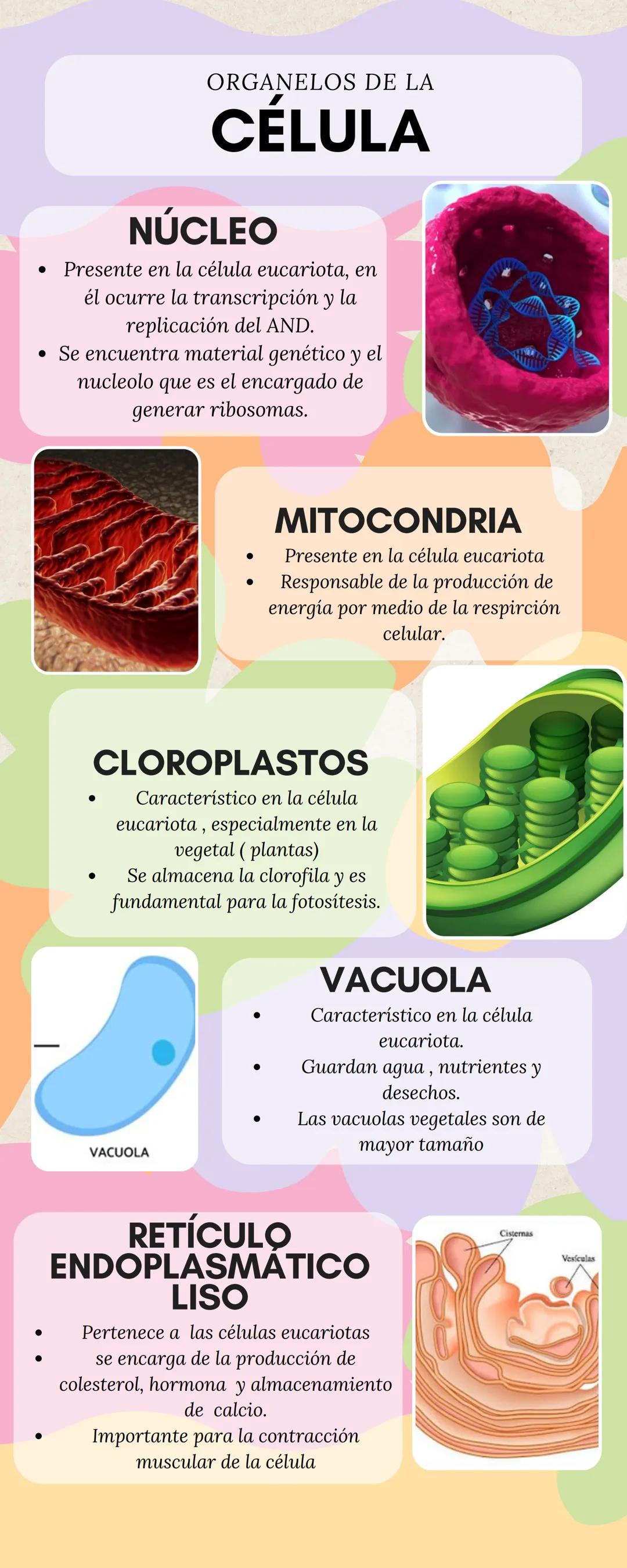 Organelos de la célula