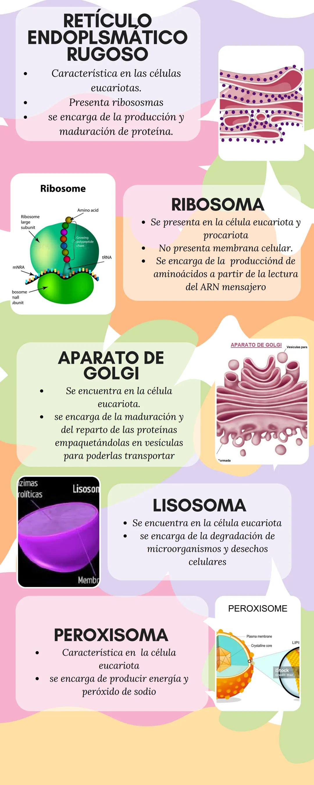 ORGANELOS DE LA
CÉLULA
NÚCLEO
• Presente en la célula eucariota, en
él ocurre la transcripción y la
replicación del AND.
• Se encuentra mate
