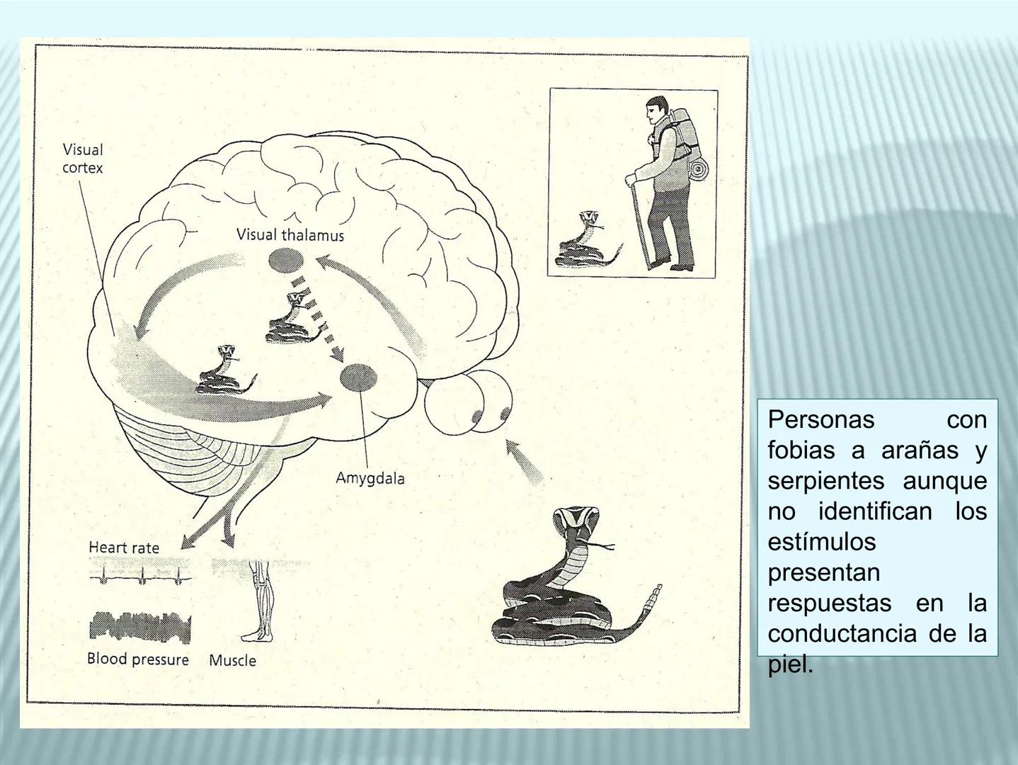# cerebro
# corazon
# FIGHT!
# NEUROPSICOLOGIA DE LA EMOCION
Adriana M. Martínez M.
25-11-04 GENERALIDADES
? Tiemblo porque tengo miedo
