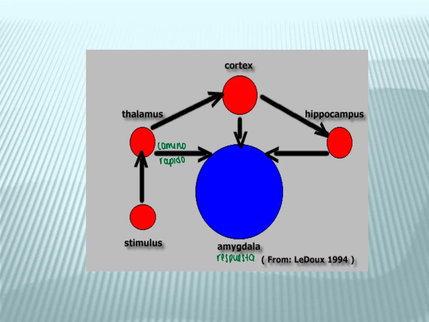 # cerebro
# corazon
# FIGHT!
# NEUROPSICOLOGIA DE LA EMOCION
Adriana M. Martínez M.
25-11-04 GENERALIDADES
? Tiemblo porque tengo miedo