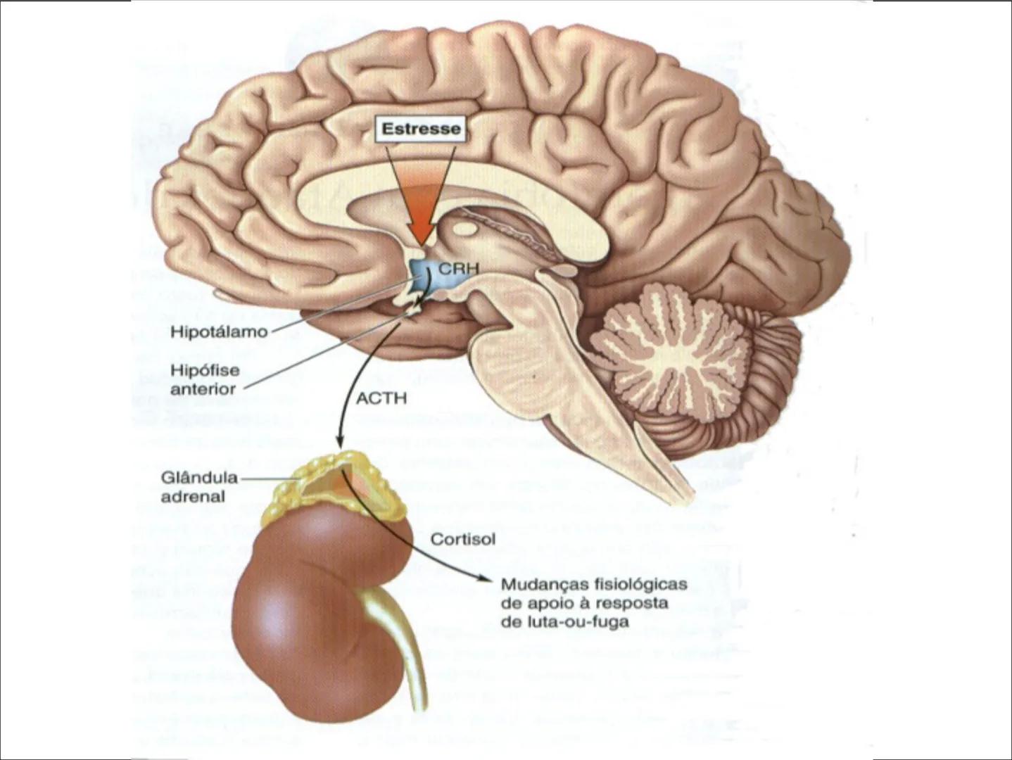 # cerebro
# corazon
# FIGHT!
# NEUROPSICOLOGIA DE LA EMOCION
Adriana M. Martínez M.
25-11-04 GENERALIDADES
? Tiemblo porque tengo miedo