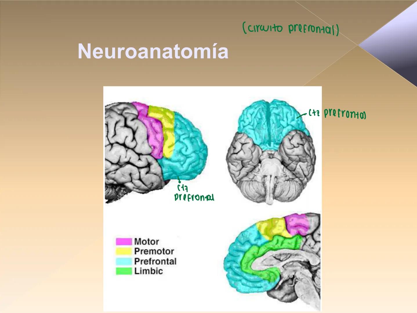 Neuropsicología de las
Funciones ejecutivas
Adriana M. Martínez M.
Ms. RHN y EC-UAB ejecutar
Para vivir las personas deben actuar; para
actu