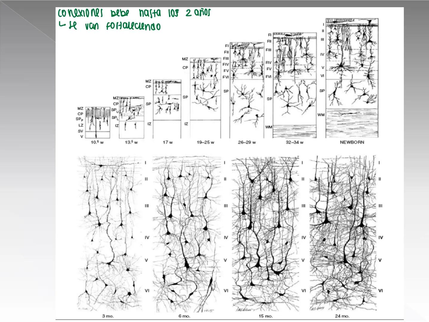 Neuropsicología de las
Funciones ejecutivas
Adriana M. Martínez M.
Ms. RHN y EC-UAB ejecutar
Para vivir las personas deben actuar; para
actu