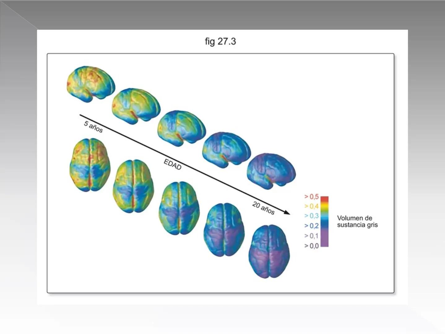 Neuropsicología de las
Funciones ejecutivas
Adriana M. Martínez M.
Ms. RHN y EC-UAB ejecutar
Para vivir las personas deben actuar; para
actu