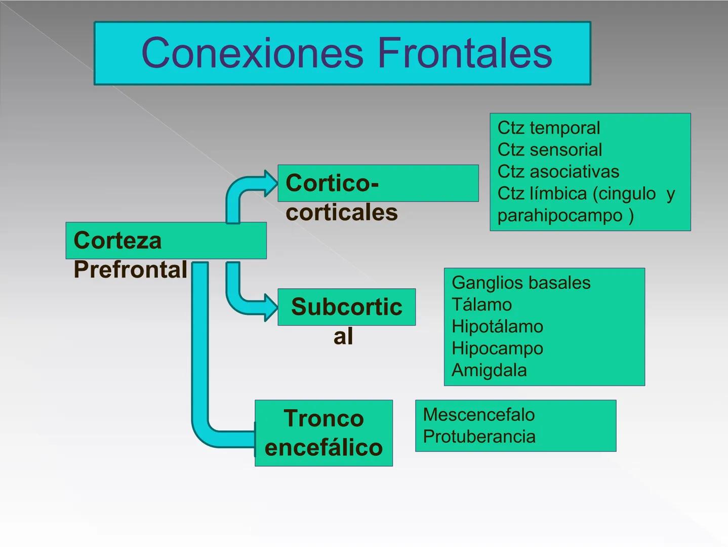 Neuropsicología de las
Funciones ejecutivas
Adriana M. Martínez M.
Ms. RHN y EC-UAB ejecutar
Para vivir las personas deben actuar; para
actu