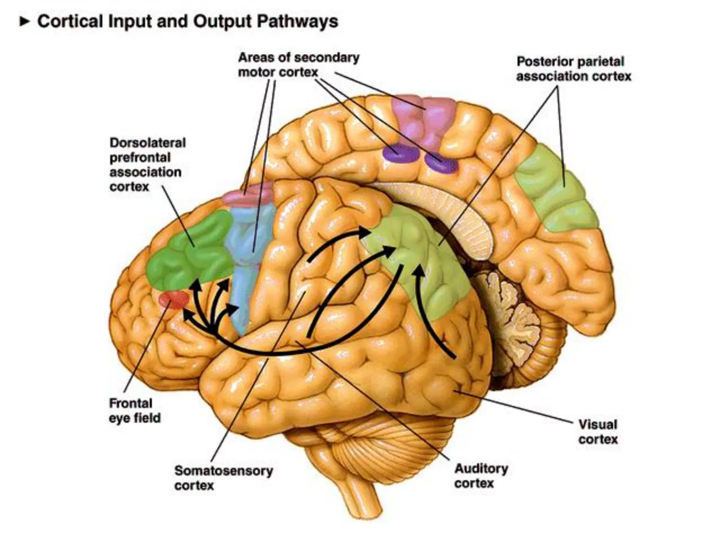 Neuropsicología de las
Funciones ejecutivas
Adriana M. Martínez M.
Ms. RHN y EC-UAB ejecutar
Para vivir las personas deben actuar; para
actu