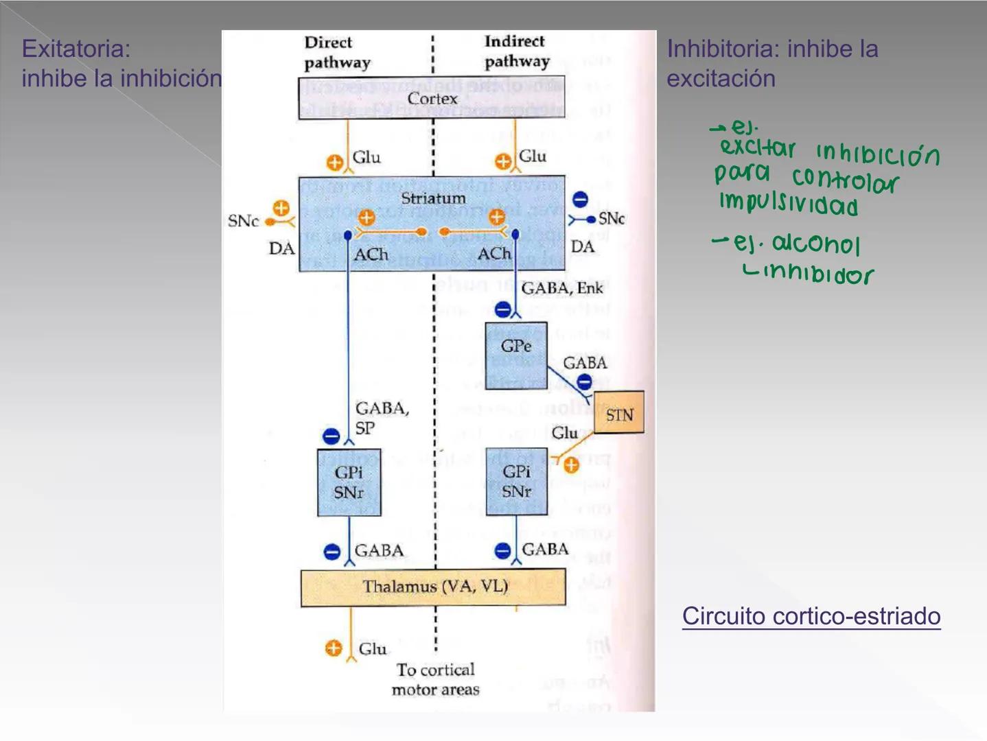 Neuropsicología de las
Funciones ejecutivas
Adriana M. Martínez M.
Ms. RHN y EC-UAB ejecutar
Para vivir las personas deben actuar; para
actu