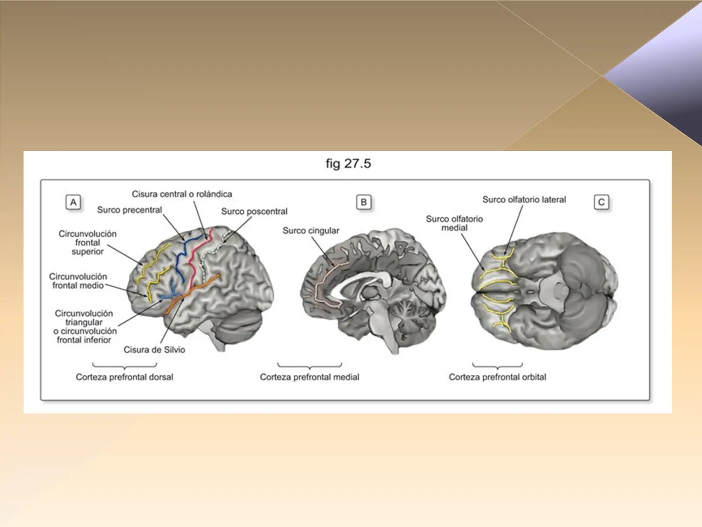 Neuropsicología de las
Funciones ejecutivas
Adriana M. Martínez M.
Ms. RHN y EC-UAB ejecutar
Para vivir las personas deben actuar; para
actu