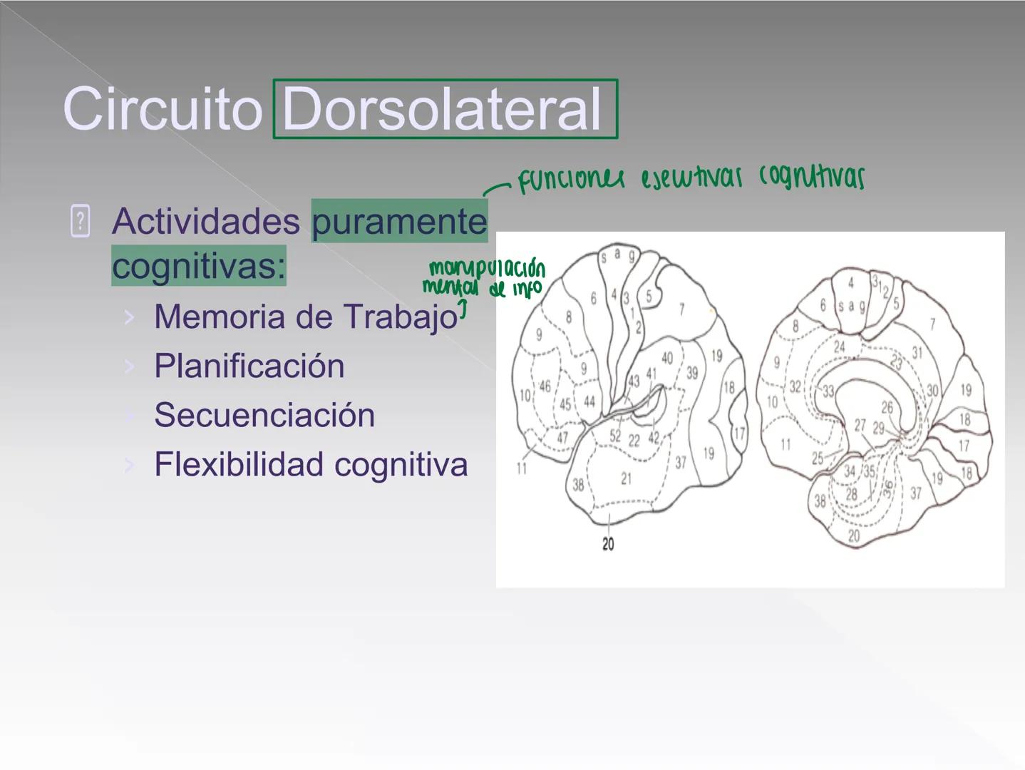Neuropsicología de las
Funciones ejecutivas
Adriana M. Martínez M.
Ms. RHN y EC-UAB ejecutar
Para vivir las personas deben actuar; para
actu