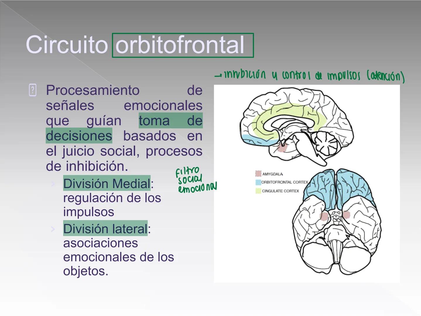 Neuropsicología de las
Funciones ejecutivas
Adriana M. Martínez M.
Ms. RHN y EC-UAB ejecutar
Para vivir las personas deben actuar; para
actu