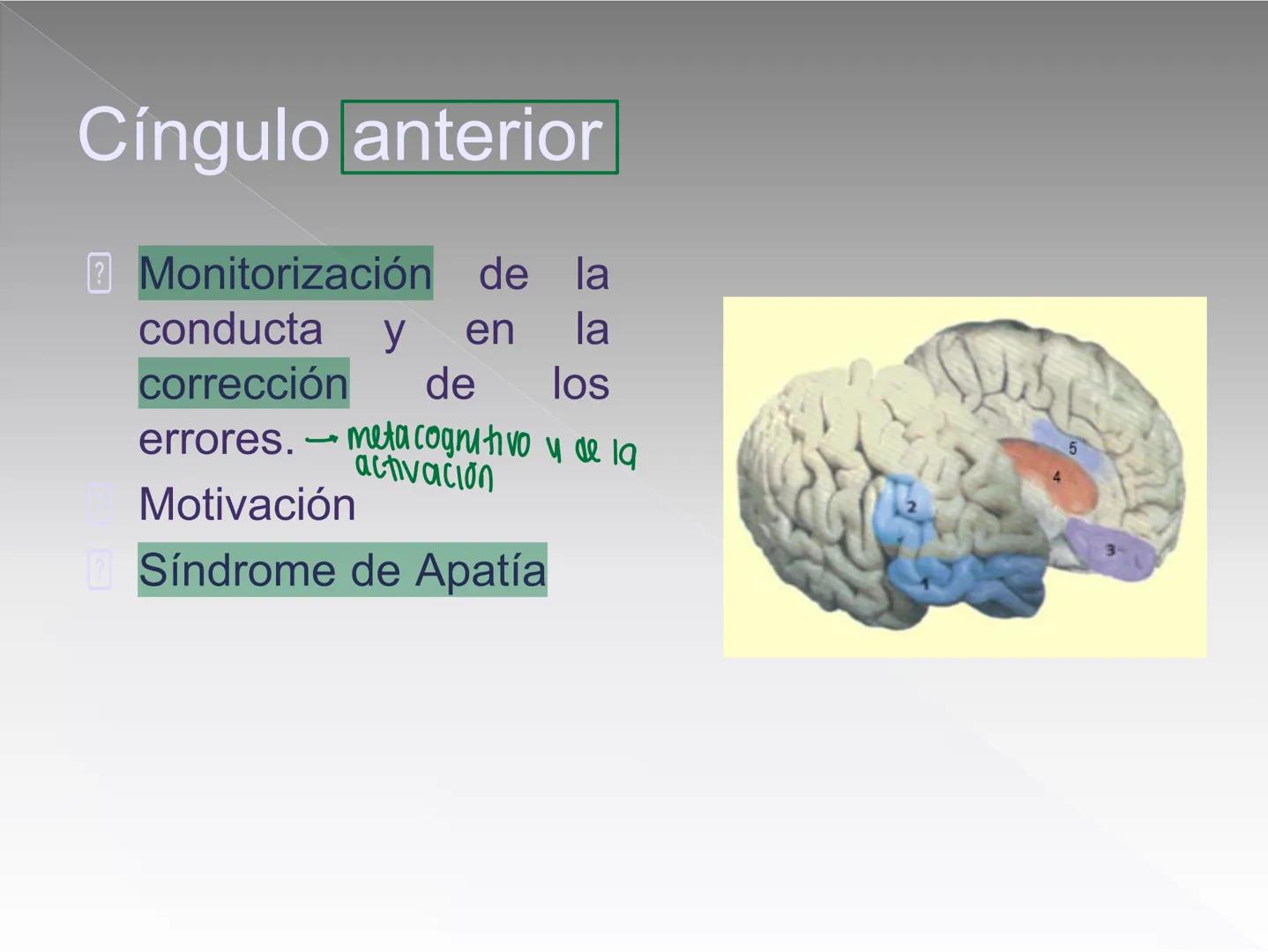 Neuropsicología de las
Funciones ejecutivas
Adriana M. Martínez M.
Ms. RHN y EC-UAB ejecutar
Para vivir las personas deben actuar; para
actu