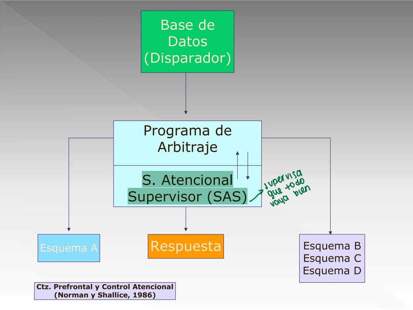 Neuropsicología de las
Funciones ejecutivas
Adriana M. Martínez M.
Ms. RHN y EC-UAB ejecutar
Para vivir las personas deben actuar; para
actu
