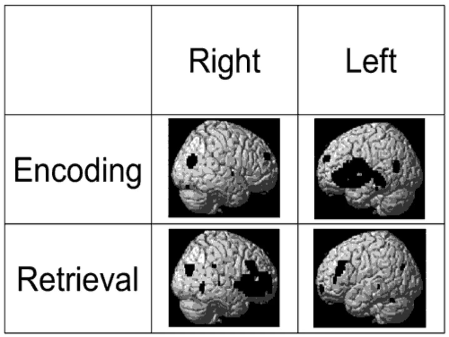Neuropsicología de las
Funciones ejecutivas
Adriana M. Martínez M.
Ms. RHN y EC-UAB ejecutar
Para vivir las personas deben actuar; para
actu
