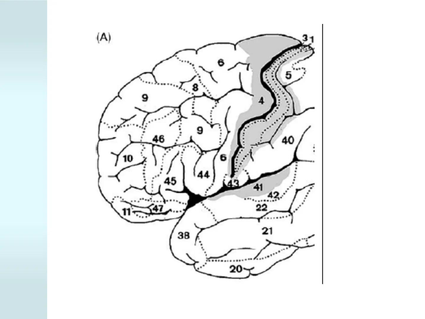 # NEUROPSICOLOGIA DEL
LENGUAJE
ADRIANA M. MARTINEZ
Máster en Rehabilitación Neuropsicológica y
Estimulación Cognitiva- UAB Definición
? -