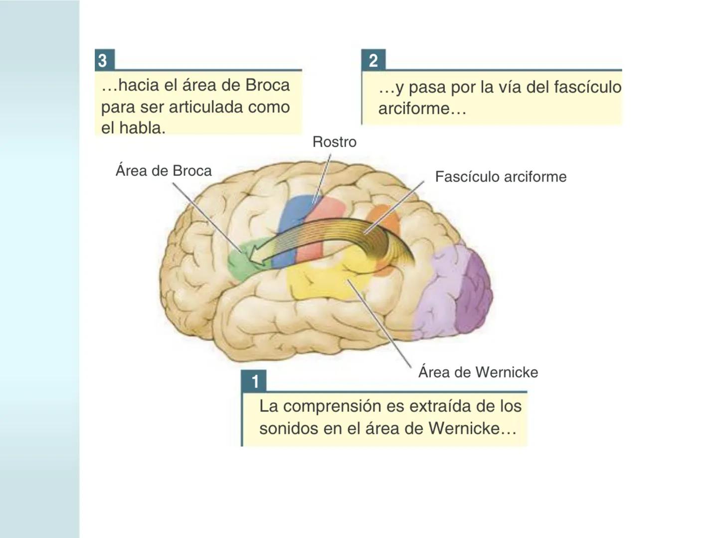 # NEUROPSICOLOGIA DEL
LENGUAJE
ADRIANA M. MARTINEZ
Máster en Rehabilitación Neuropsicológica y
Estimulación Cognitiva- UAB Definición
? -