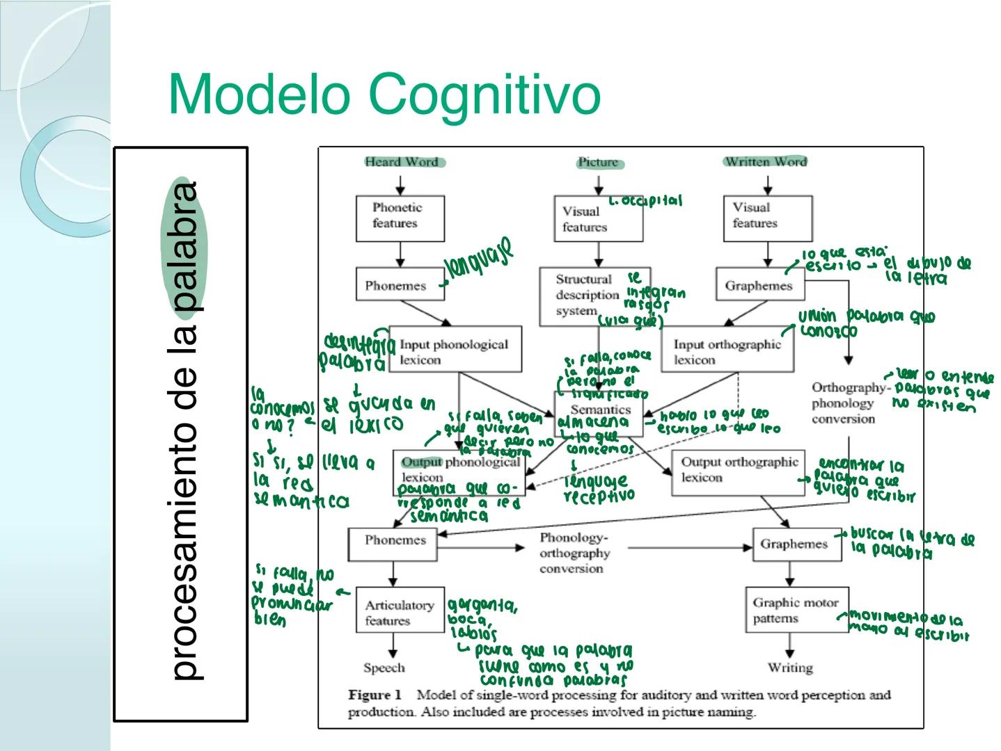 # NEUROPSICOLOGIA DEL
LENGUAJE
ADRIANA M. MARTINEZ
Máster en Rehabilitación Neuropsicológica y
Estimulación Cognitiva- UAB Definición
? -