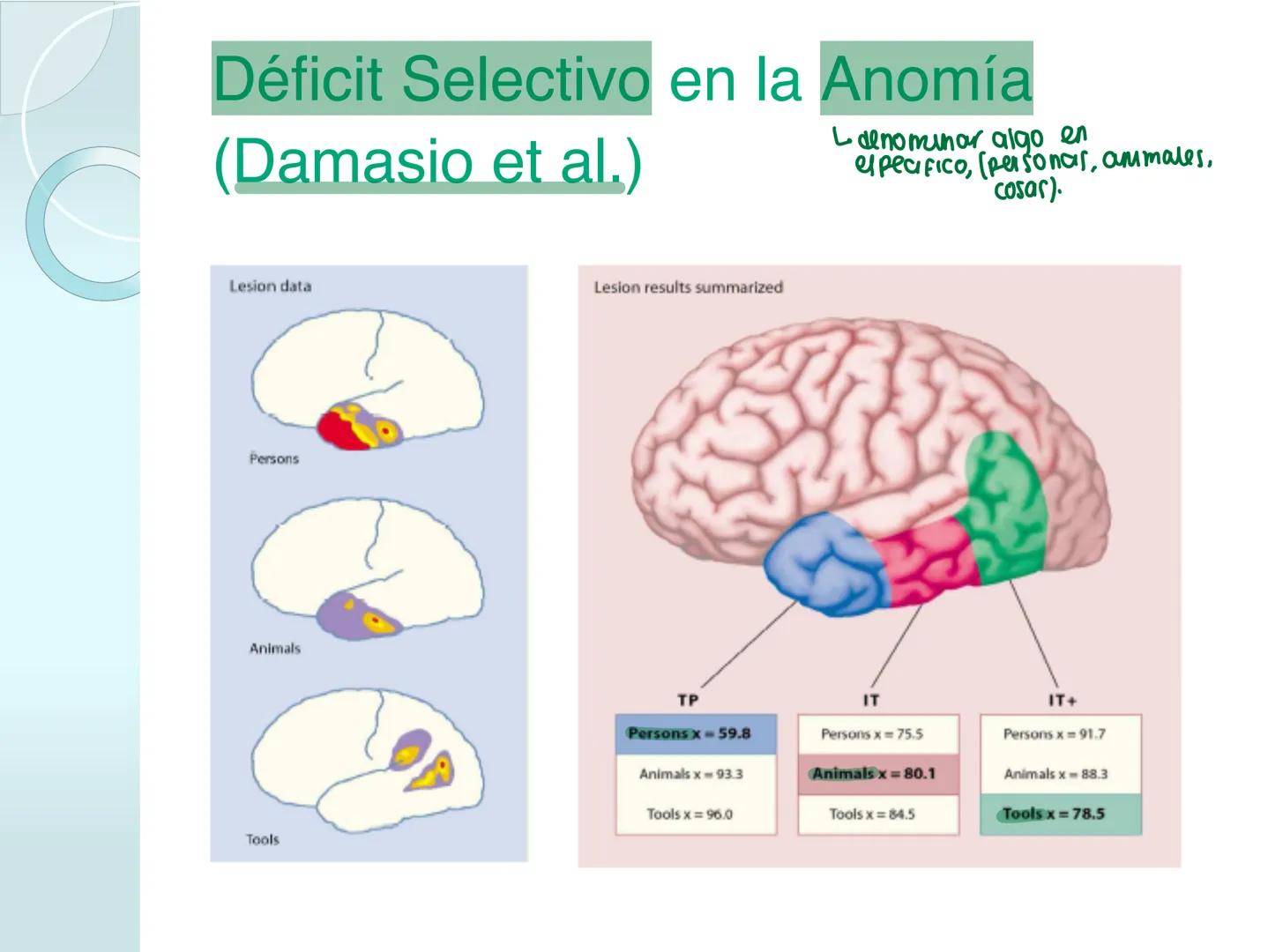 # NEUROPSICOLOGIA DEL
LENGUAJE
ADRIANA M. MARTINEZ
Máster en Rehabilitación Neuropsicológica y
Estimulación Cognitiva- UAB Definición
? -