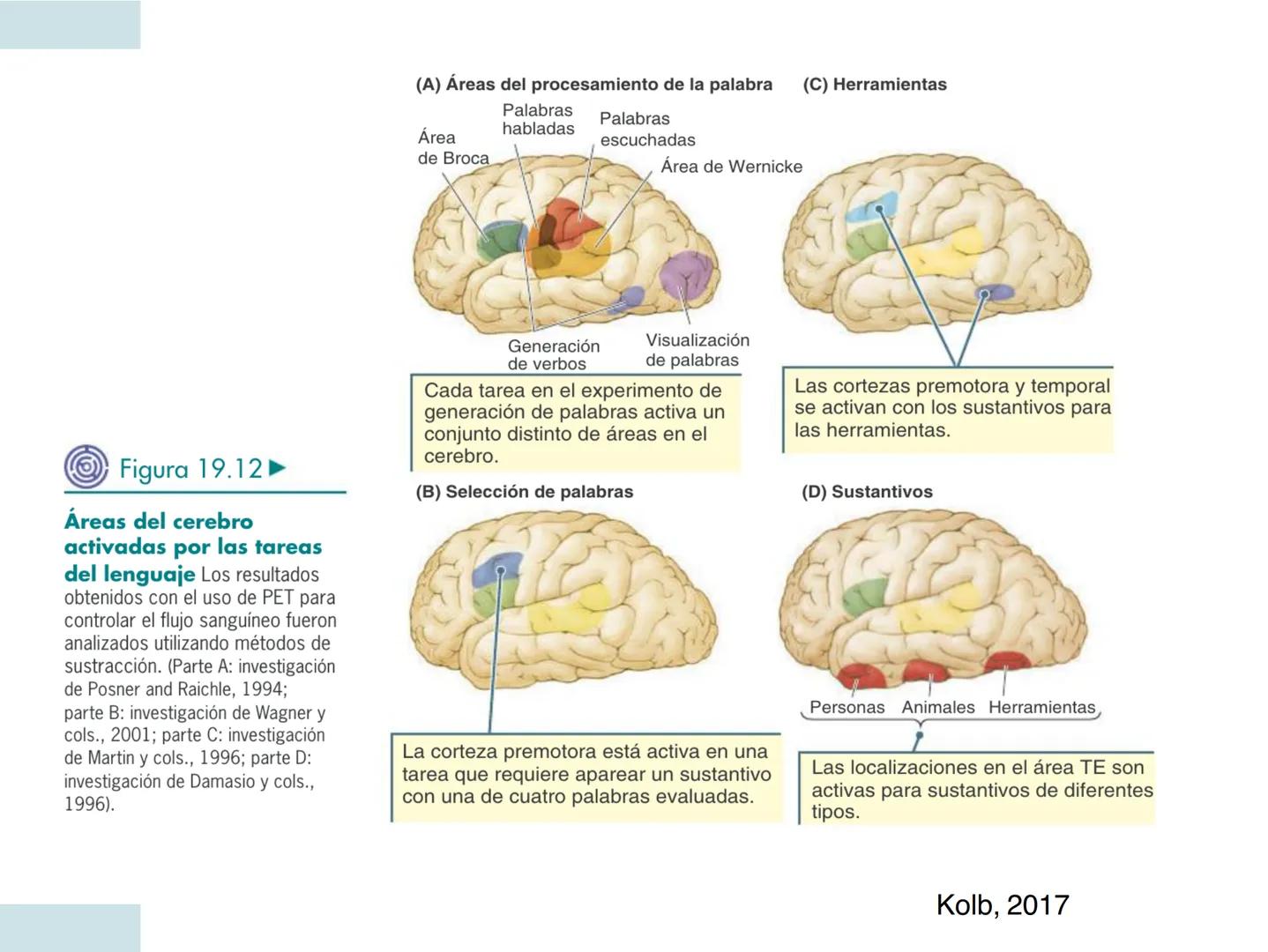 # NEUROPSICOLOGIA DEL
LENGUAJE
ADRIANA M. MARTINEZ
Máster en Rehabilitación Neuropsicológica y
Estimulación Cognitiva- UAB Definición
? -