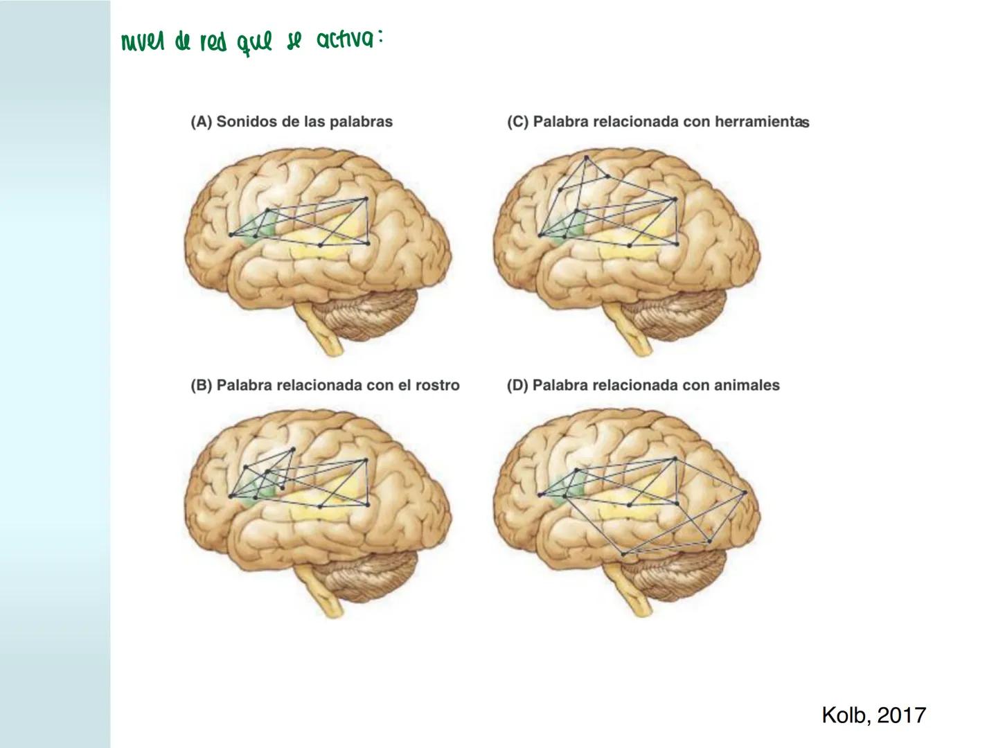 # NEUROPSICOLOGIA DEL
LENGUAJE
ADRIANA M. MARTINEZ
Máster en Rehabilitación Neuropsicológica y
Estimulación Cognitiva- UAB Definición
? -