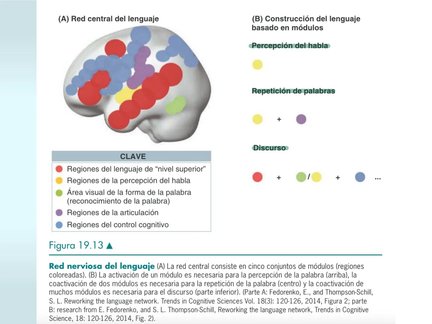 # NEUROPSICOLOGIA DEL
LENGUAJE
ADRIANA M. MARTINEZ
Máster en Rehabilitación Neuropsicológica y
Estimulación Cognitiva- UAB Definición
? -