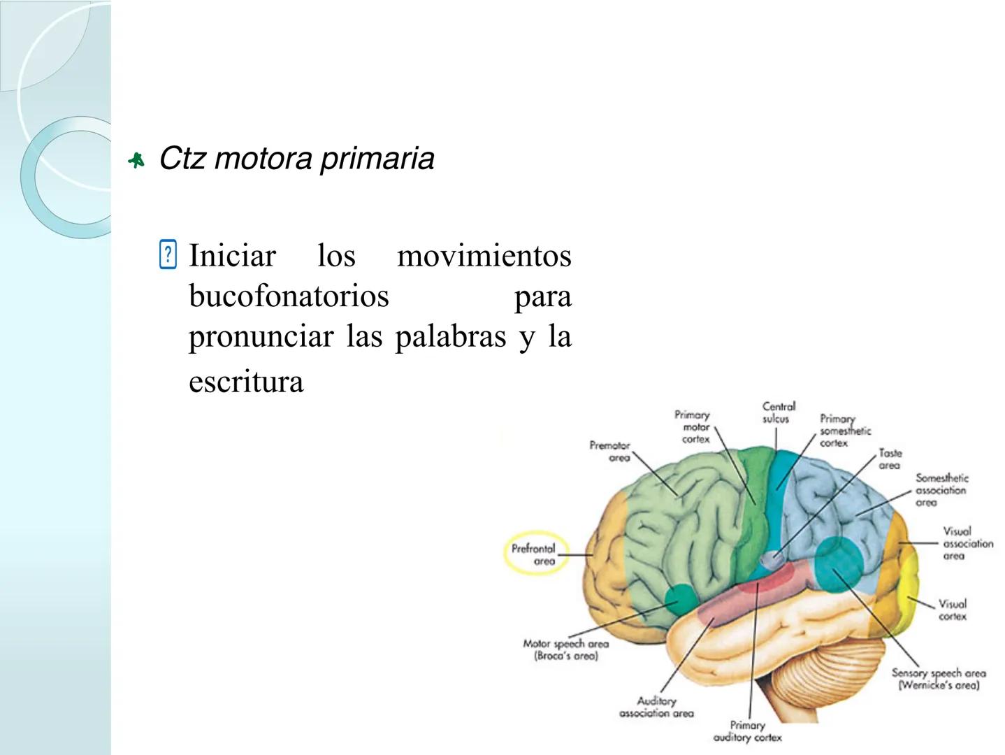 # NEUROPSICOLOGIA DEL
LENGUAJE
ADRIANA M. MARTINEZ
Máster en Rehabilitación Neuropsicológica y
Estimulación Cognitiva- UAB Definición
? -