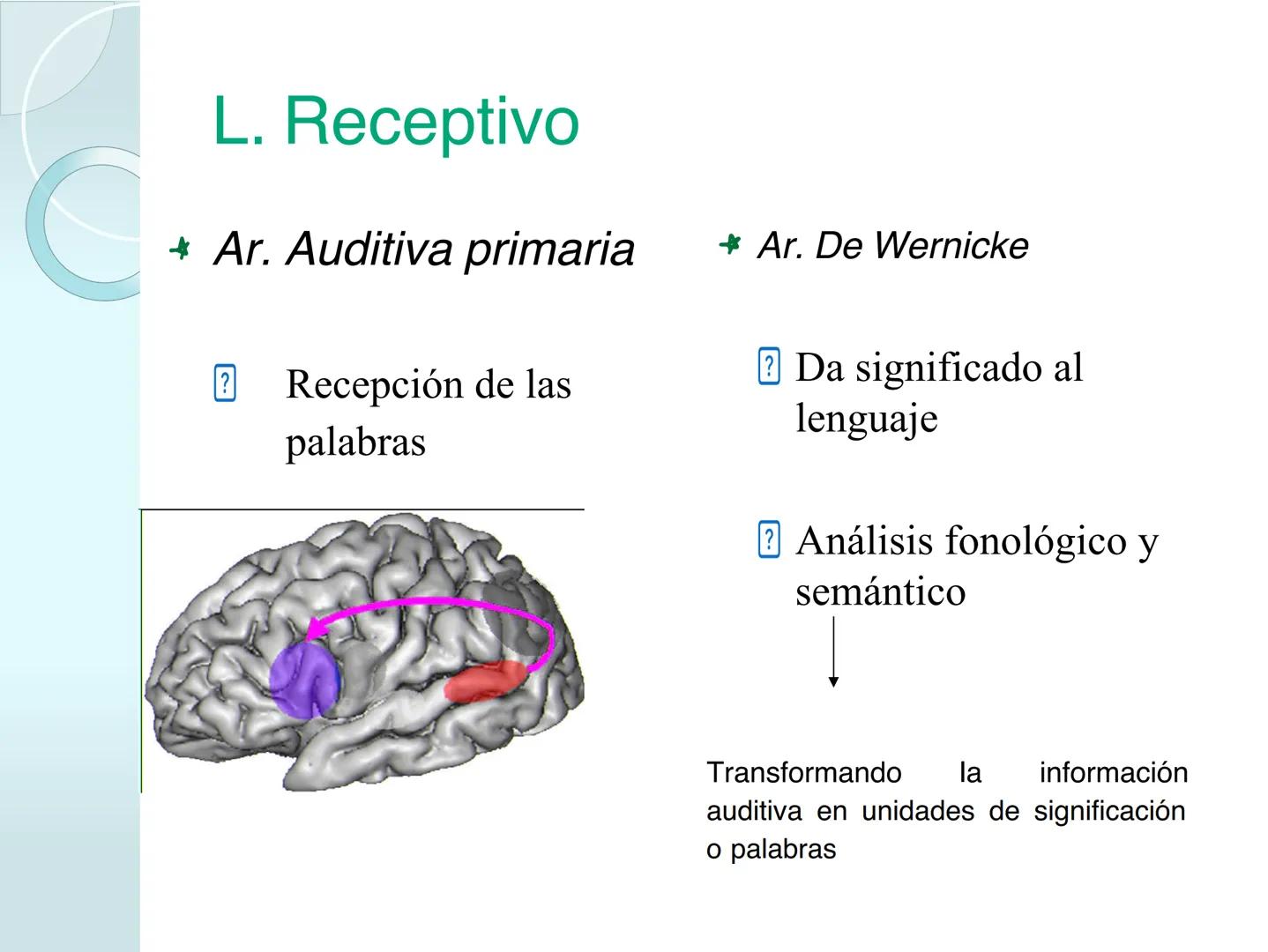 # NEUROPSICOLOGIA DEL
LENGUAJE
ADRIANA M. MARTINEZ
Máster en Rehabilitación Neuropsicológica y
Estimulación Cognitiva- UAB Definición
? -