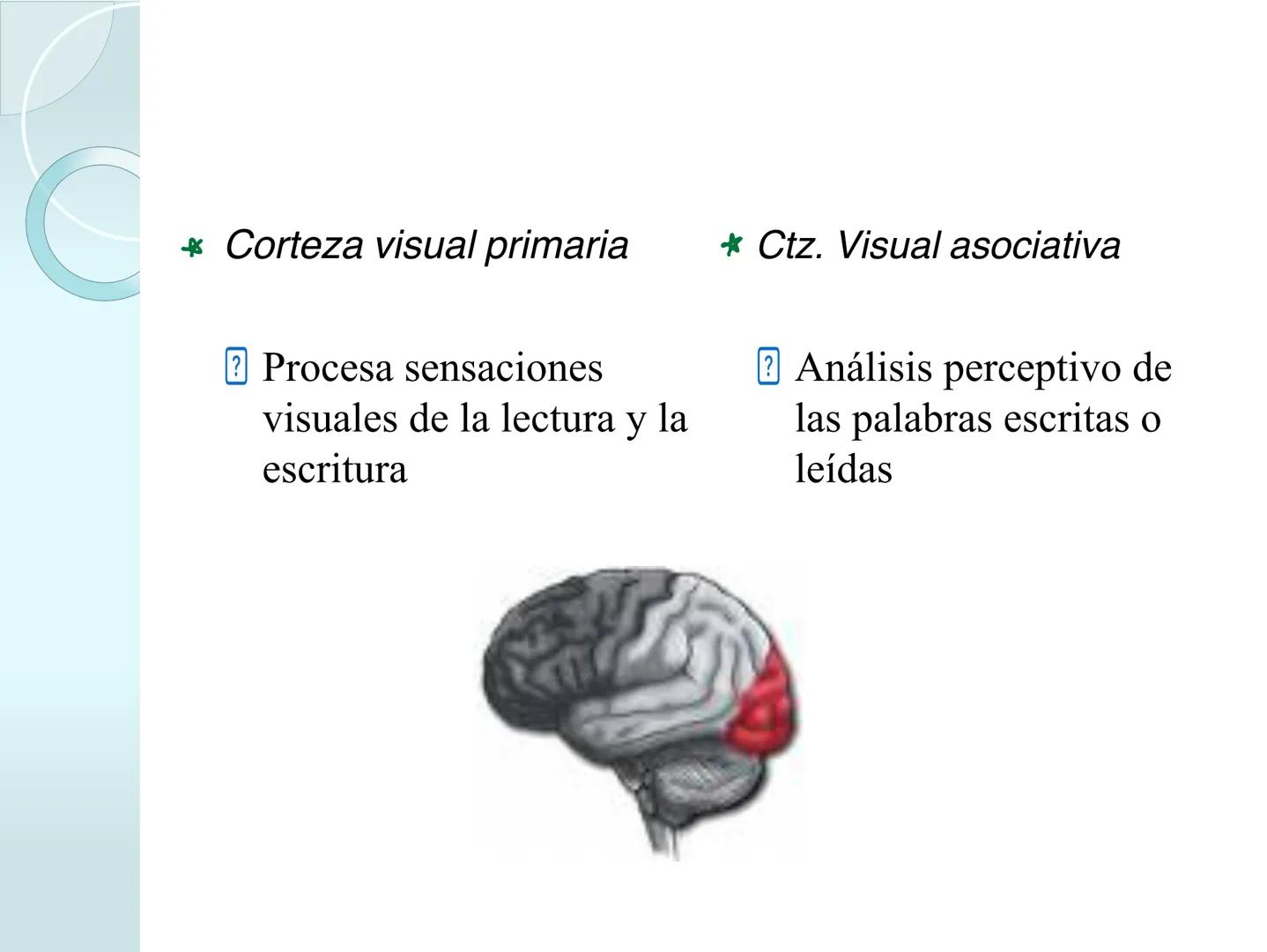 # NEUROPSICOLOGIA DEL
LENGUAJE
ADRIANA M. MARTINEZ
Máster en Rehabilitación Neuropsicológica y
Estimulación Cognitiva- UAB Definición
? -