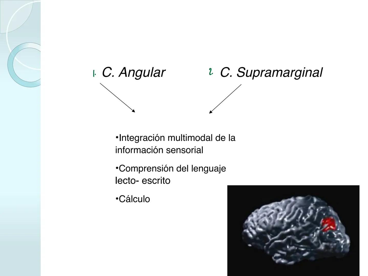 # NEUROPSICOLOGIA DEL
LENGUAJE
ADRIANA M. MARTINEZ
Máster en Rehabilitación Neuropsicológica y
Estimulación Cognitiva- UAB Definición
? -