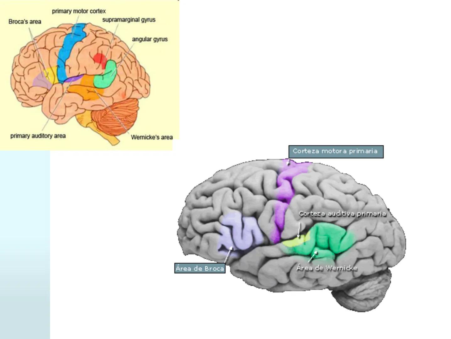 # NEUROPSICOLOGIA DEL
LENGUAJE
ADRIANA M. MARTINEZ
Máster en Rehabilitación Neuropsicológica y
Estimulación Cognitiva- UAB Definición
? -