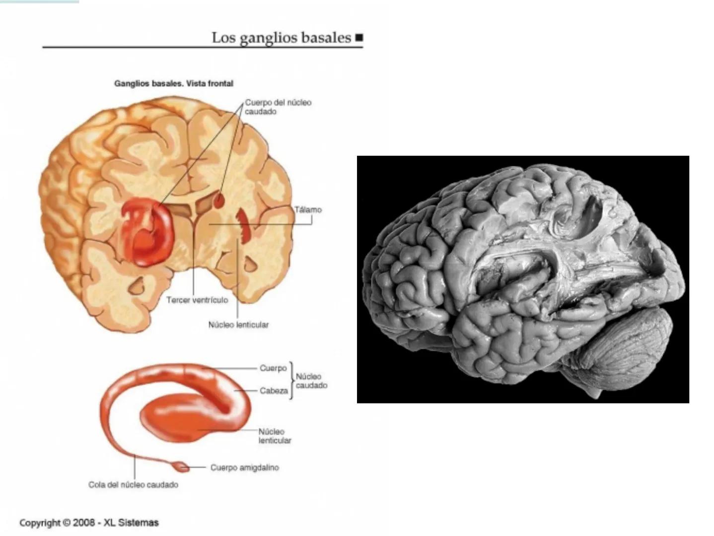 # NEUROPSICOLOGIA DEL
LENGUAJE
ADRIANA M. MARTINEZ
Máster en Rehabilitación Neuropsicológica y
Estimulación Cognitiva- UAB Definición
? -