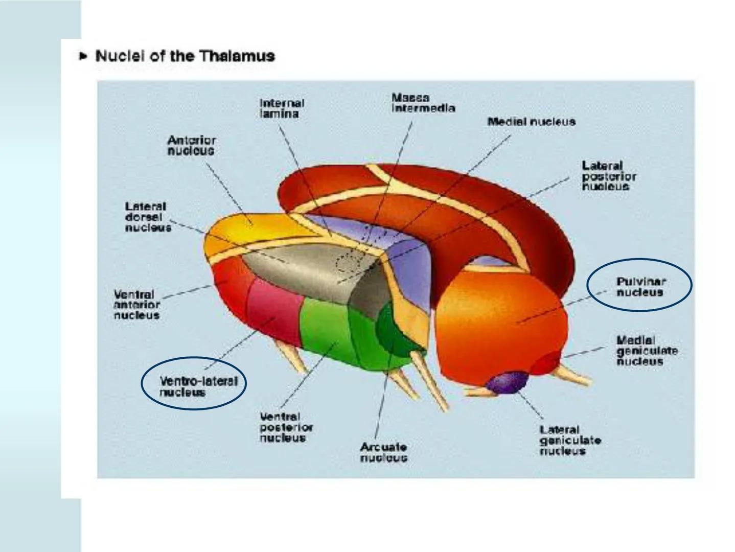 # NEUROPSICOLOGIA DEL
LENGUAJE
ADRIANA M. MARTINEZ
Máster en Rehabilitación Neuropsicológica y
Estimulación Cognitiva- UAB Definición
? -