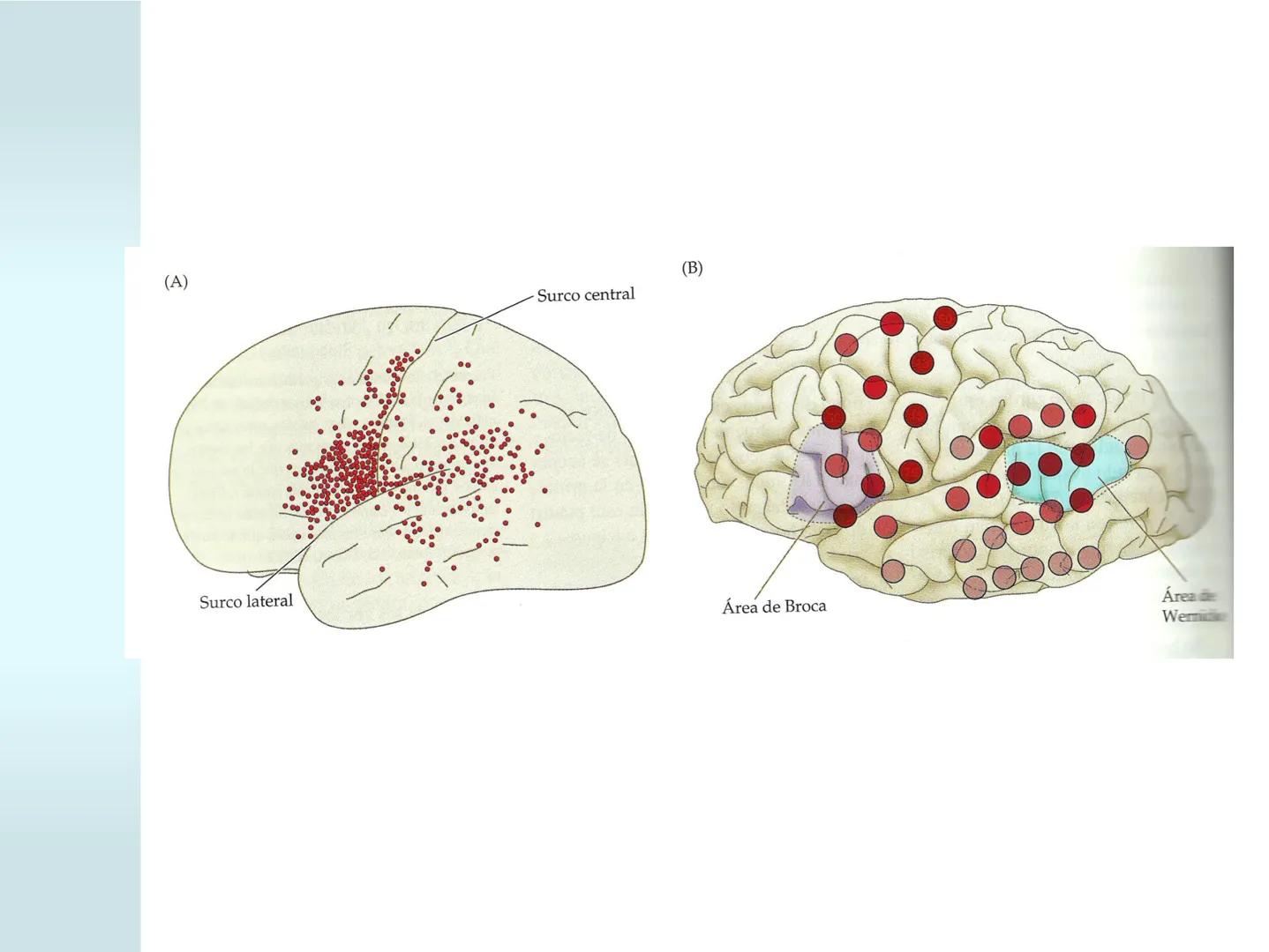 # NEUROPSICOLOGIA DEL
LENGUAJE
ADRIANA M. MARTINEZ
Máster en Rehabilitación Neuropsicológica y
Estimulación Cognitiva- UAB Definición
? -