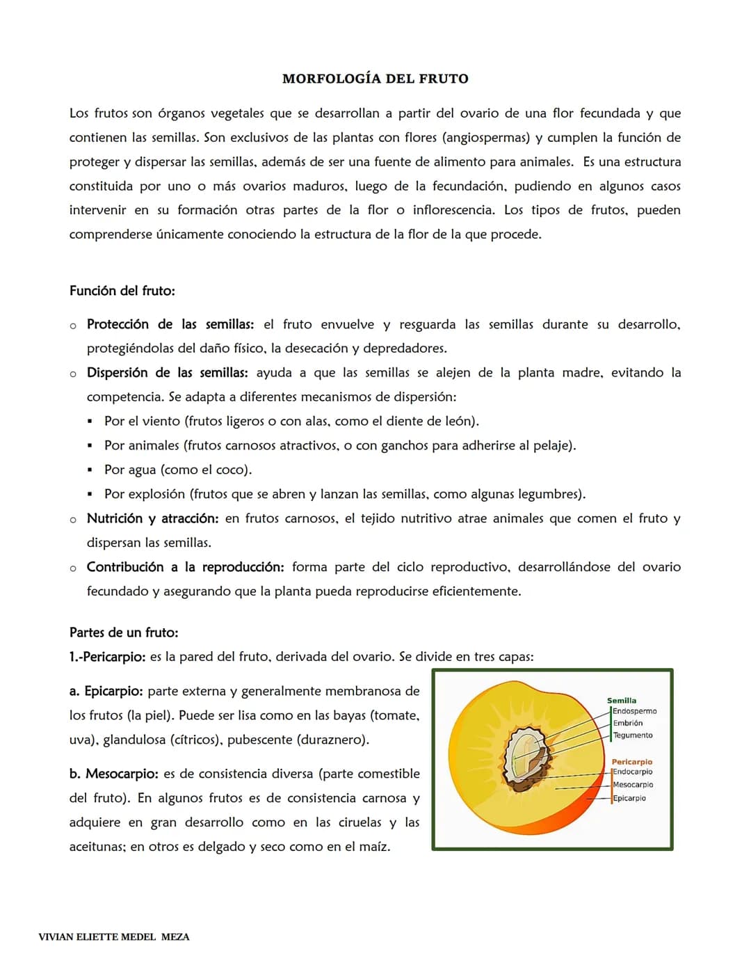 # MORFOLOGÍA Y
FUNCIONES DEL
FRUTO
VIVIAN ELIETTE MEDEL MEZA MORFOLOGÍA DEL FRUTO
Los frutos son órganos vegetales que se desarrollan a