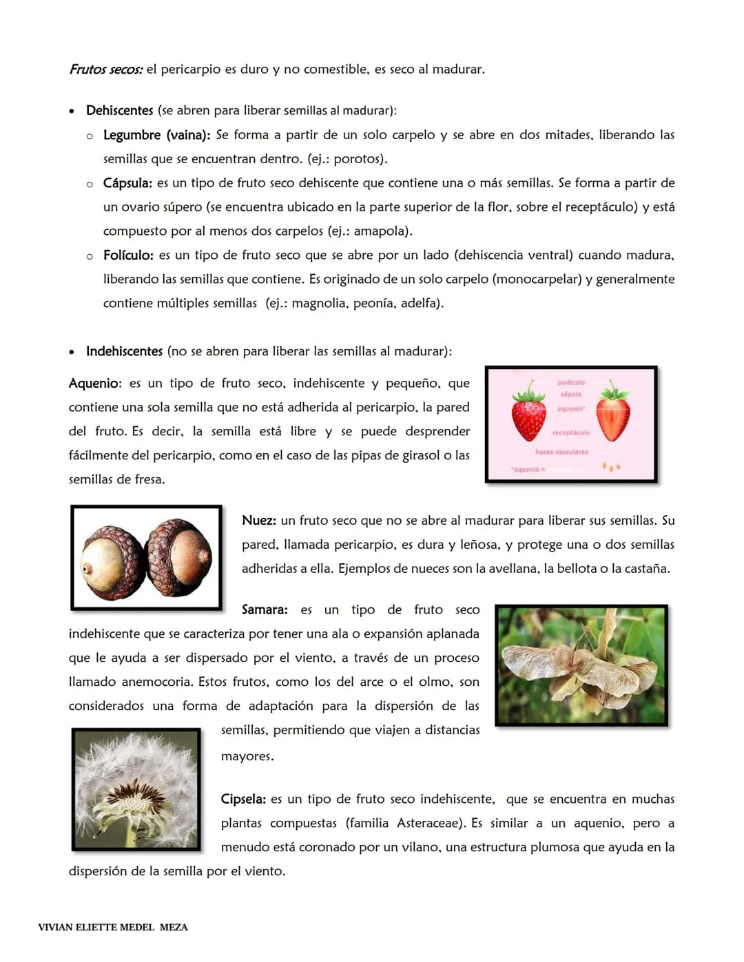 # MORFOLOGÍA Y
FUNCIONES DEL
FRUTO
VIVIAN ELIETTE MEDEL MEZA MORFOLOGÍA DEL FRUTO
Los frutos son órganos vegetales que se desarrollan a