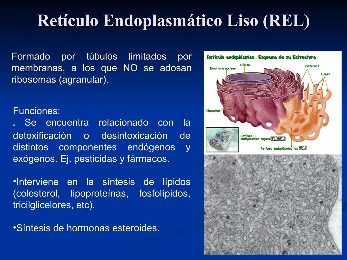 CÉLULA
Prof. Tamara Solano
Cátedra de Histología y Embriología Normal
Escuela de Medicina J. M. Vargas ¿Qué es una célula?
Unidad estructura