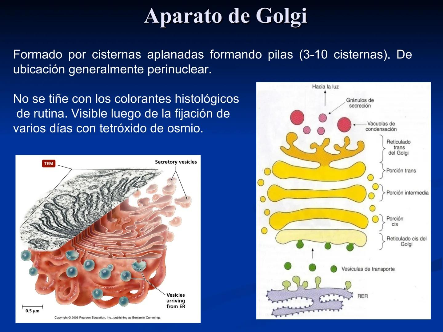 CÉLULA
Prof. Tamara Solano
Cátedra de Histología y Embriología Normal
Escuela de Medicina J. M. Vargas ¿Qué es una célula?
Unidad estructura