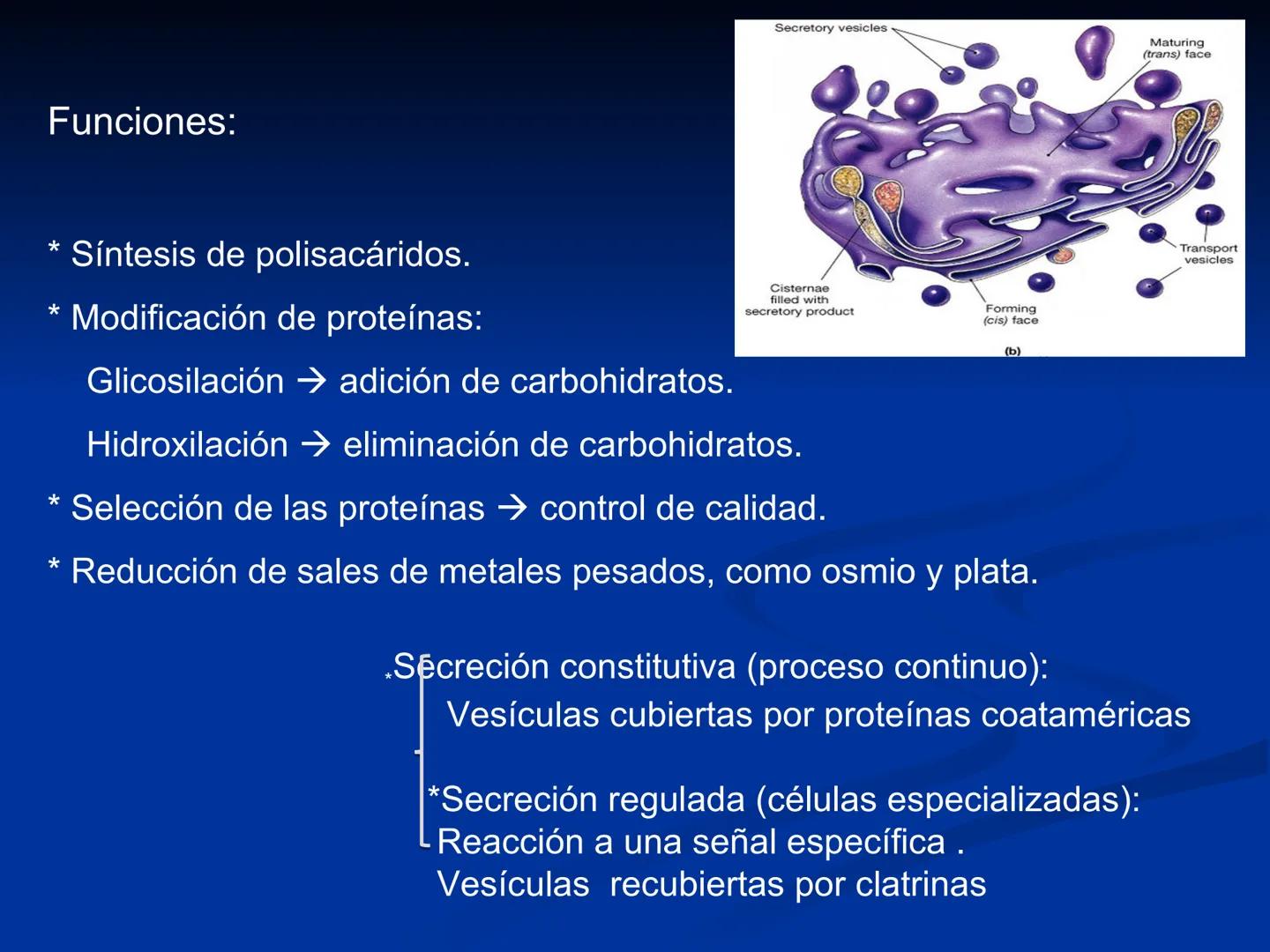 CÉLULA
Prof. Tamara Solano
Cátedra de Histología y Embriología Normal
Escuela de Medicina J. M. Vargas ¿Qué es una célula?
Unidad estructura