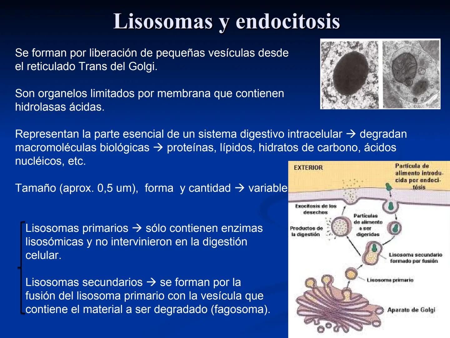 CÉLULA
Prof. Tamara Solano
Cátedra de Histología y Embriología Normal
Escuela de Medicina J. M. Vargas ¿Qué es una célula?
Unidad estructura