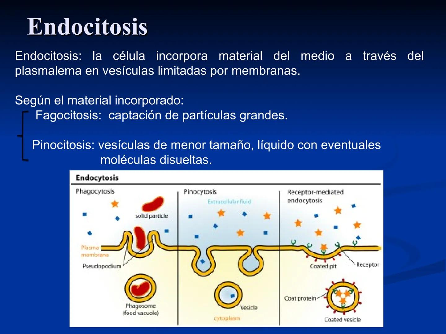 CÉLULA
Prof. Tamara Solano
Cátedra de Histología y Embriología Normal
Escuela de Medicina J. M. Vargas ¿Qué es una célula?
Unidad estructura