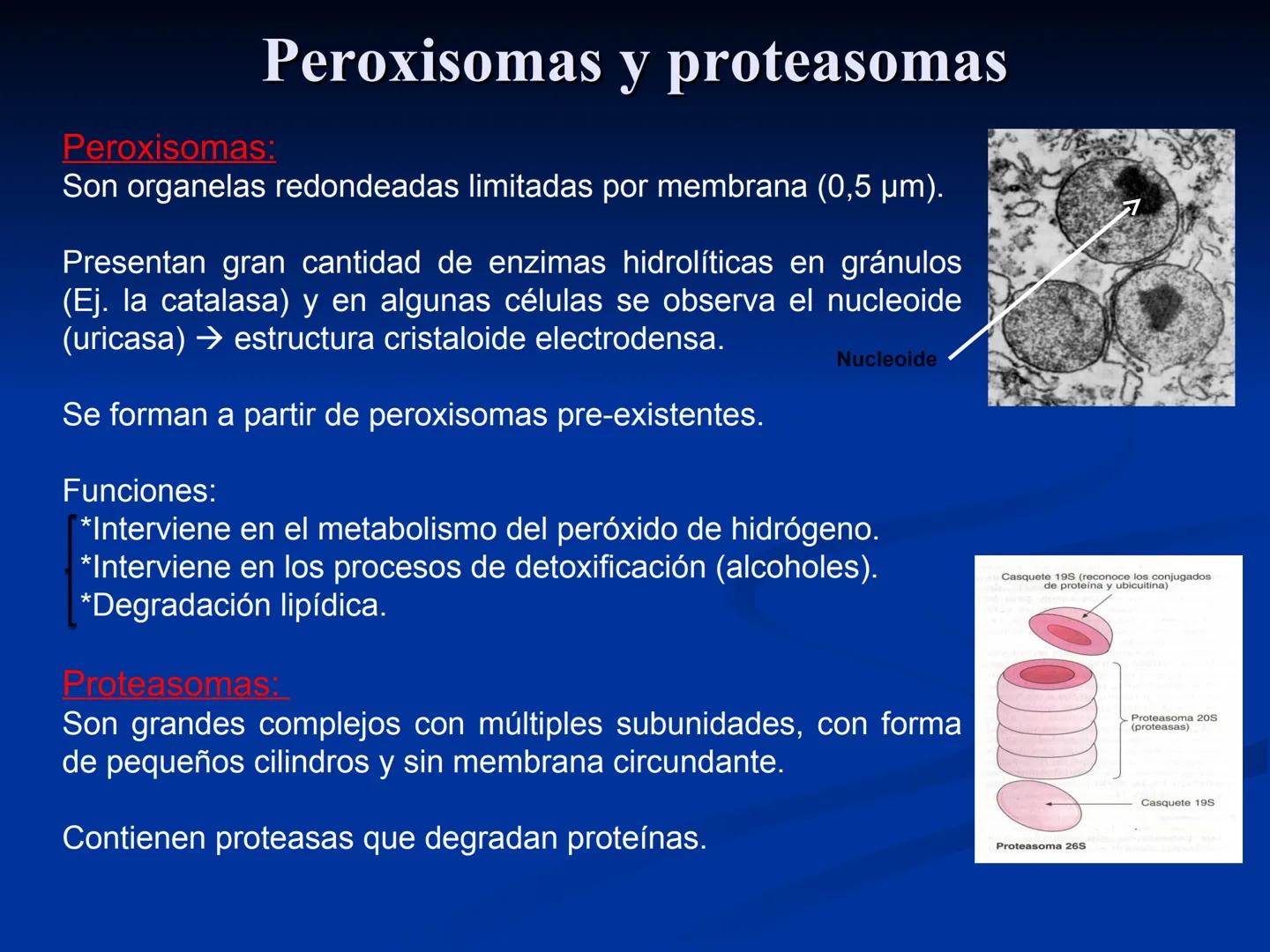 CÉLULA
Prof. Tamara Solano
Cátedra de Histología y Embriología Normal
Escuela de Medicina J. M. Vargas ¿Qué es una célula?
Unidad estructura