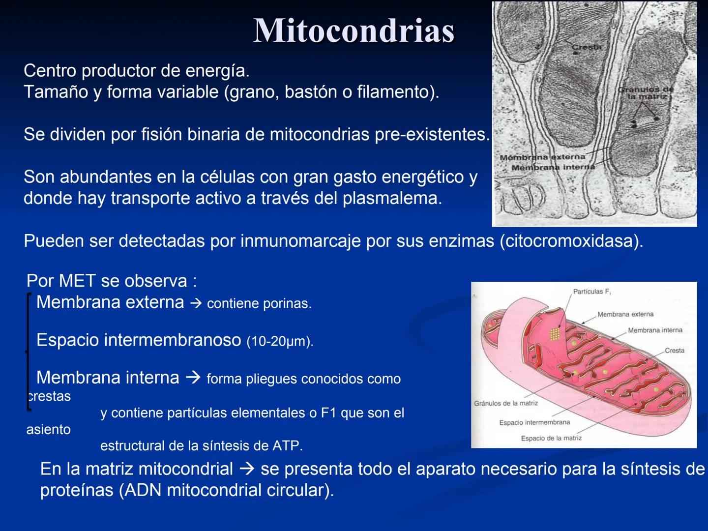 CÉLULA
Prof. Tamara Solano
Cátedra de Histología y Embriología Normal
Escuela de Medicina J. M. Vargas ¿Qué es una célula?
Unidad estructura